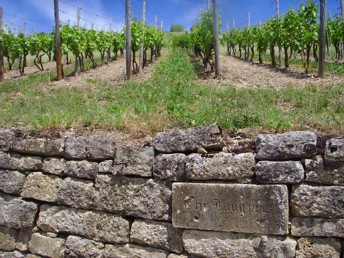 Weinberge in Ingelfingen