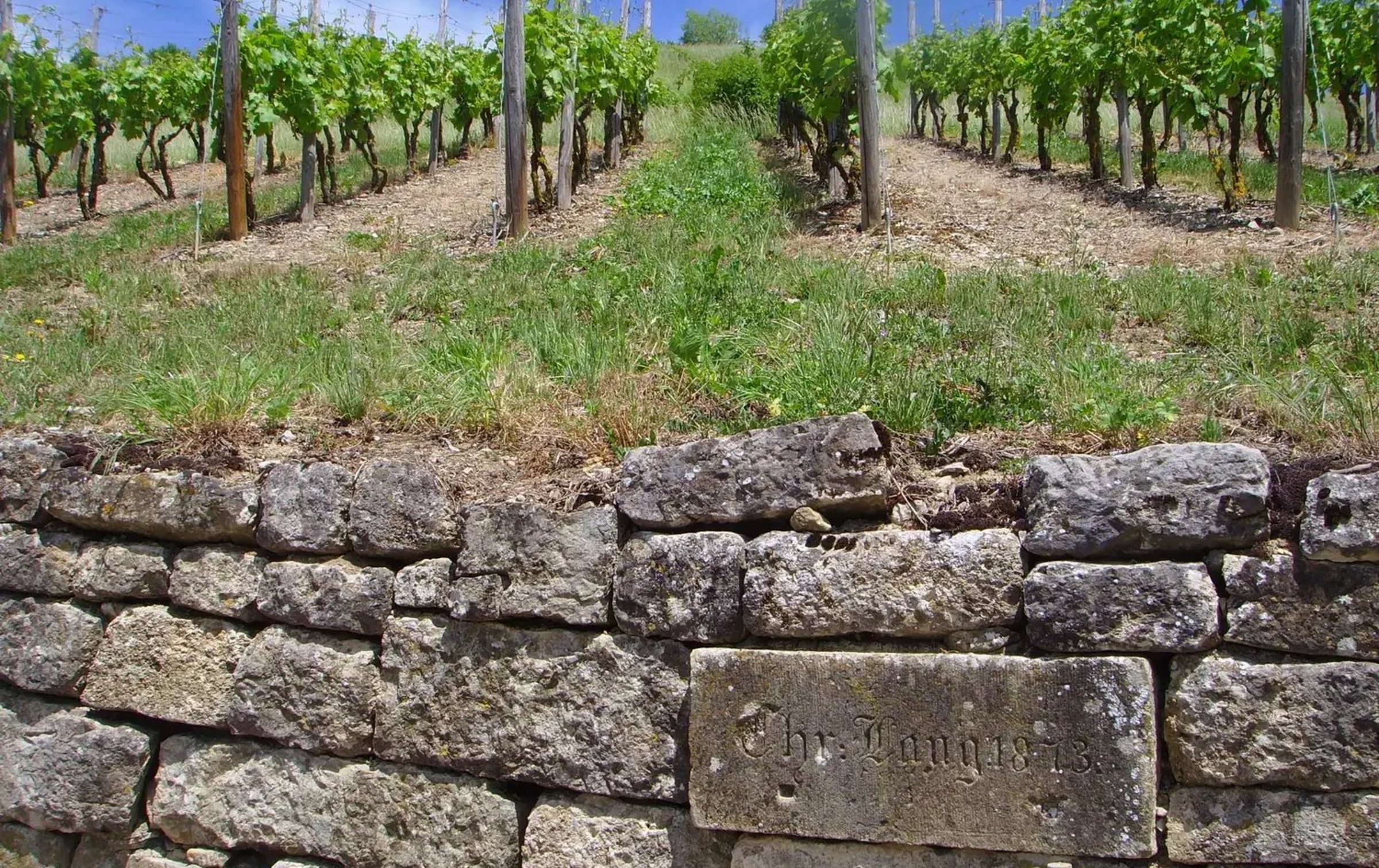 Weinreben