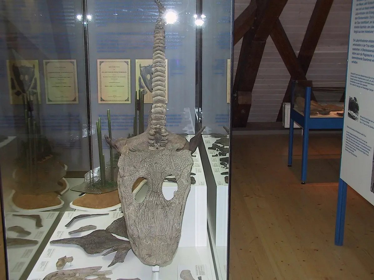 Fossilien Muschelkalkmuseum