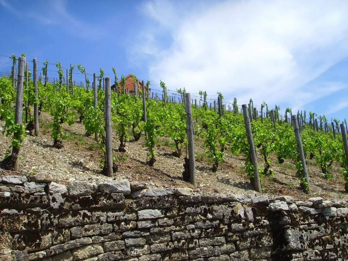 Weinberge in Ingelfingen